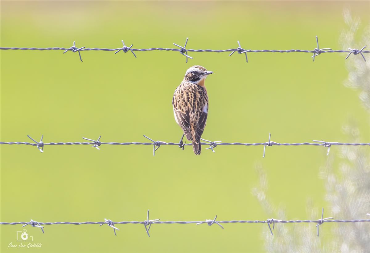 Whinchat