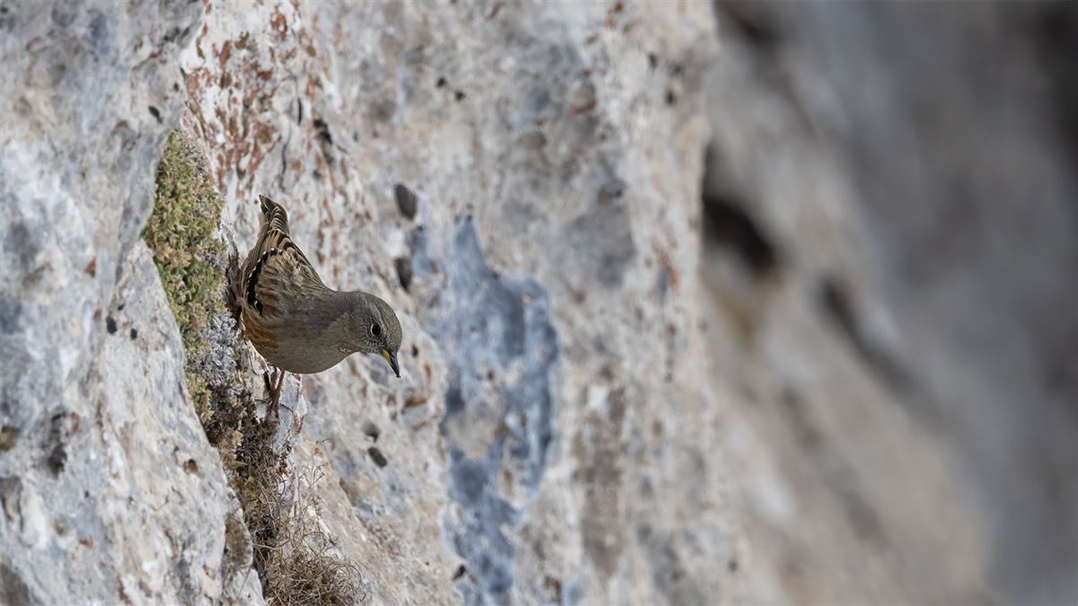 Alpine Accentor