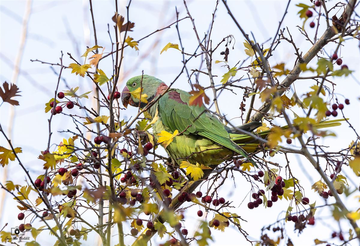 Alexandrine Parakeet