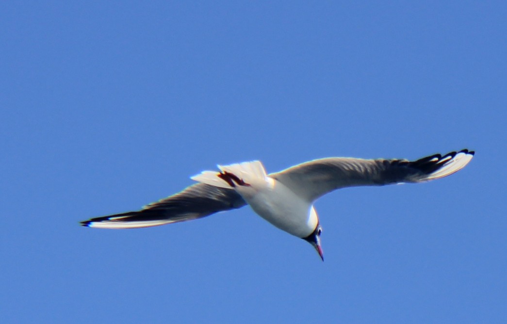 Black-headed Gull