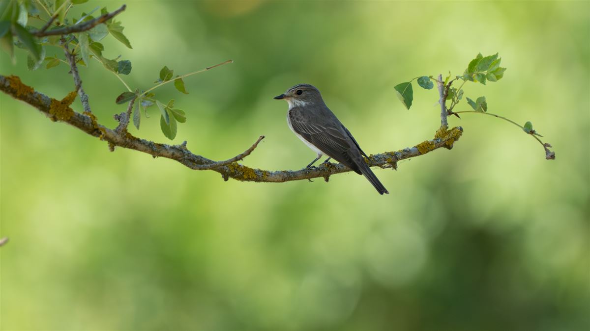 Spotted Flycatcher