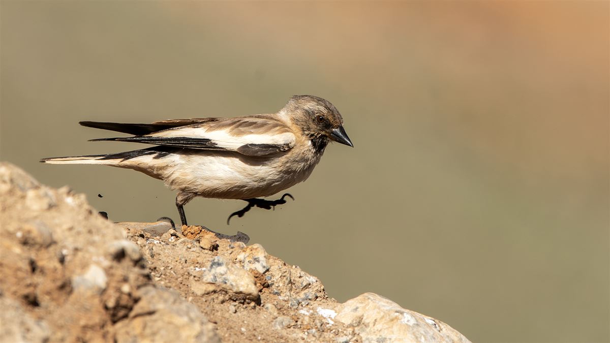 White-winged Snowfinch