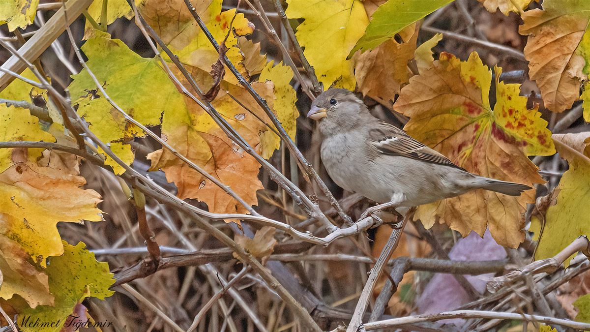 House Sparrow