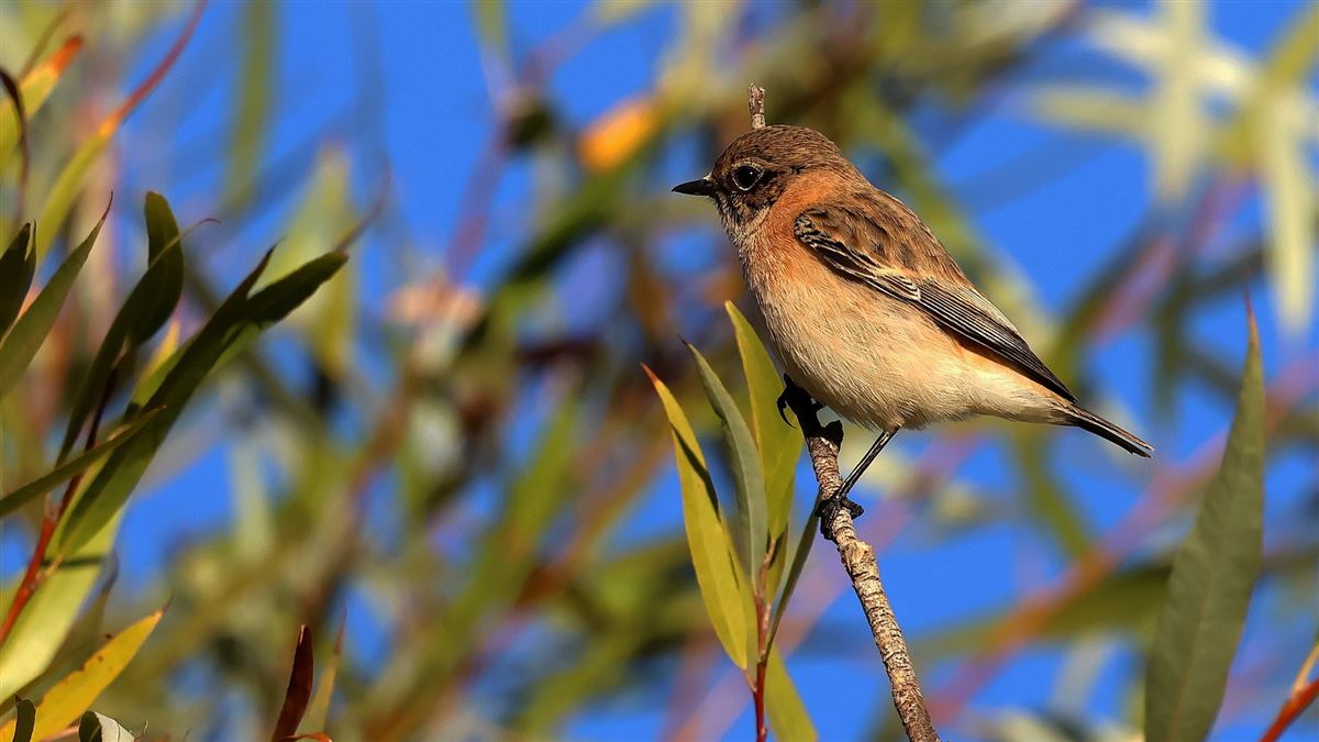 Siberian Stonechat