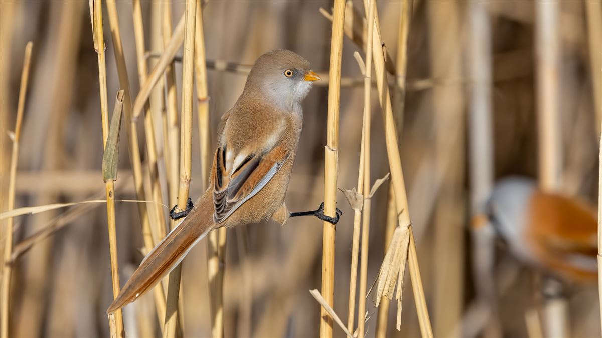 Bearded Reedling
