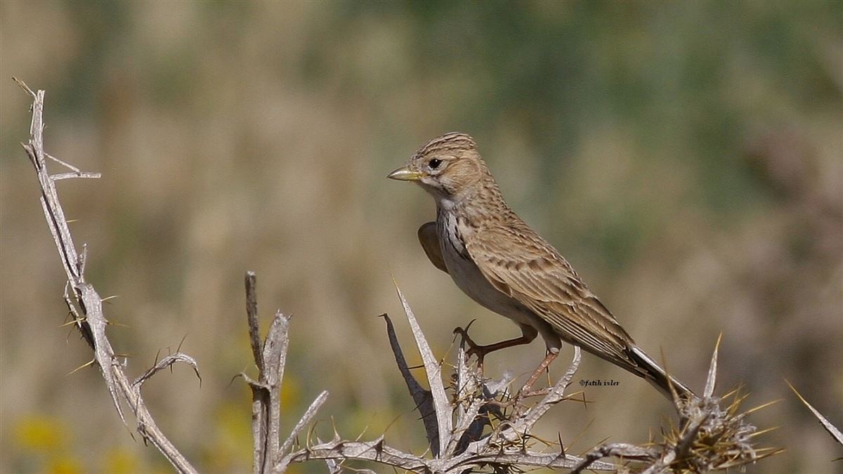 Turkestan Short-toed Lark