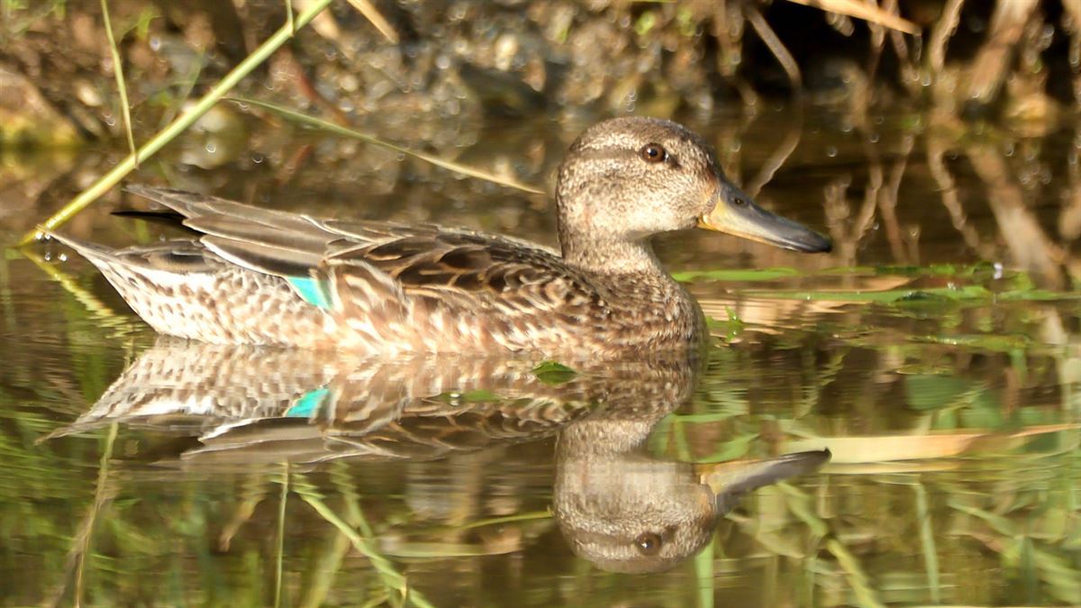 Eurasian Teal