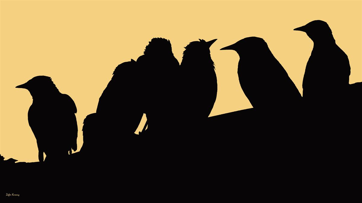 Common Starling