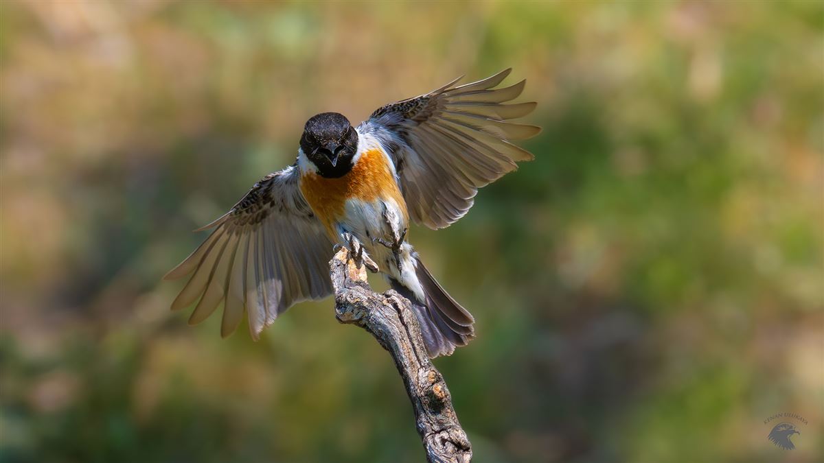 European Stonechat