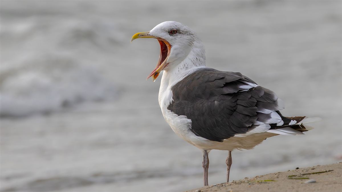Great Black-backed Gull