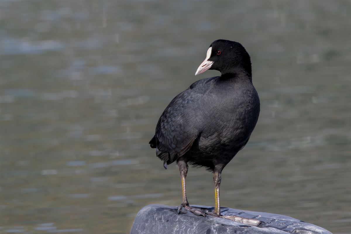 Eurasian Coot