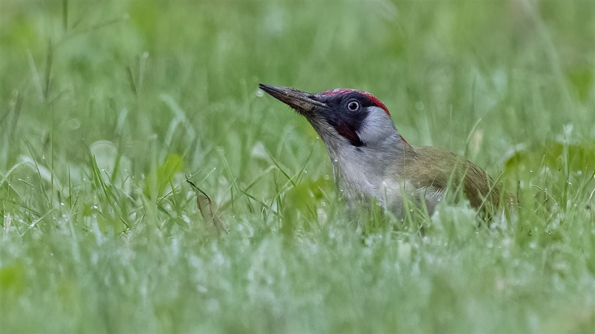 European Green Woodpecker