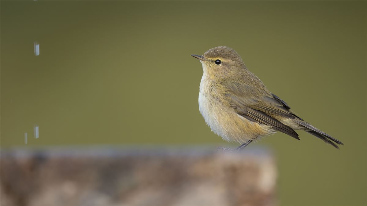 Common Chiffchaff