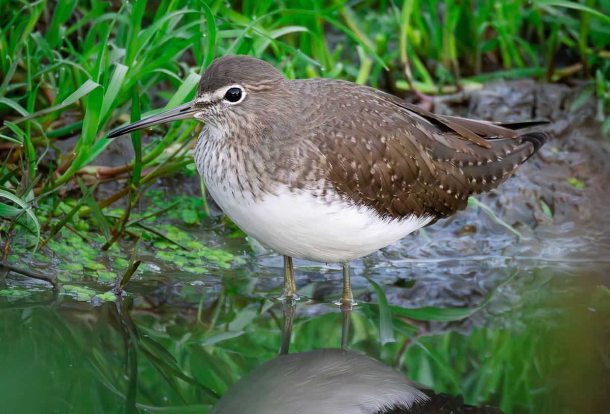 Green Sandpiper