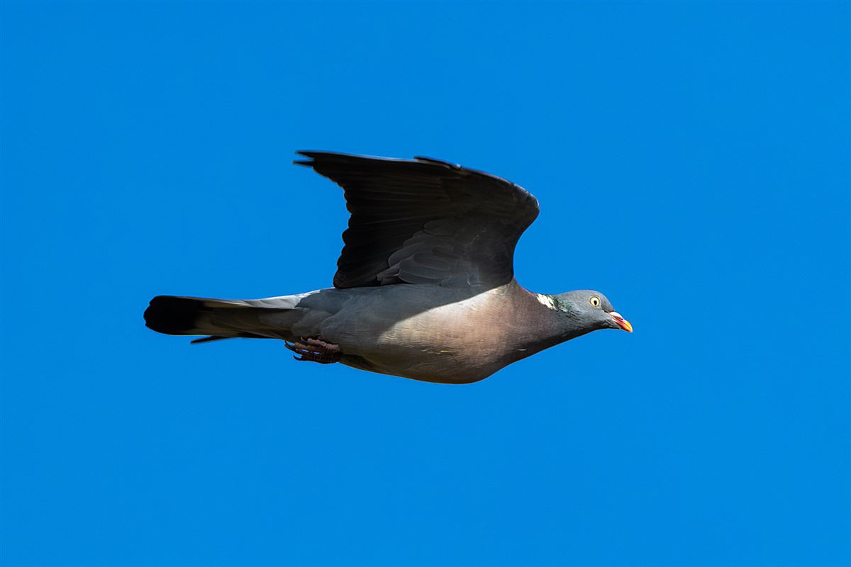 Common Wood Pigeon