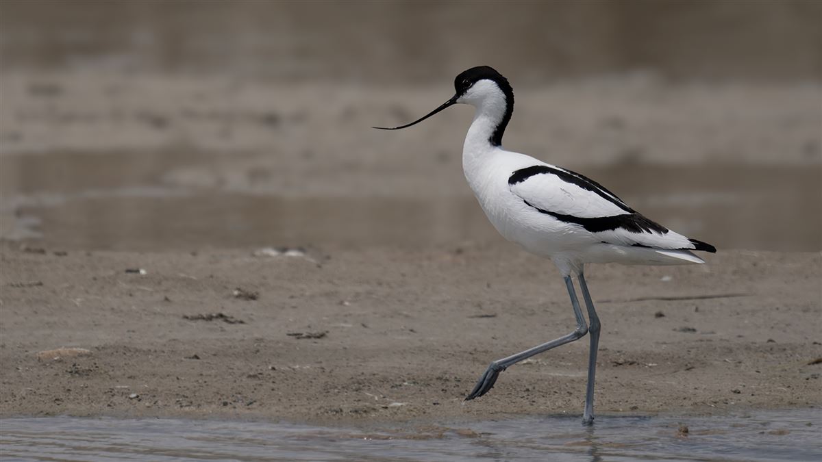 Pied Avocet