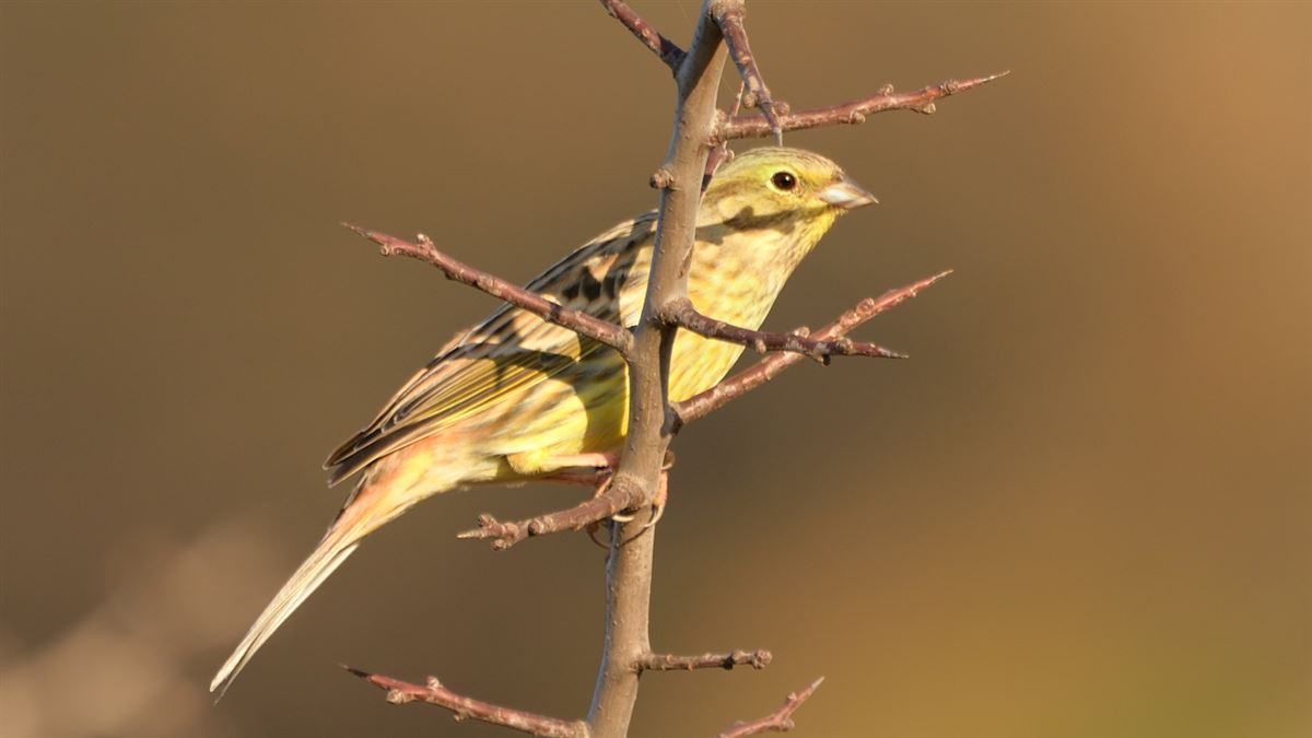 Yellowhammer