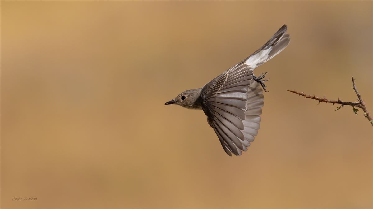 Spotted Flycatcher