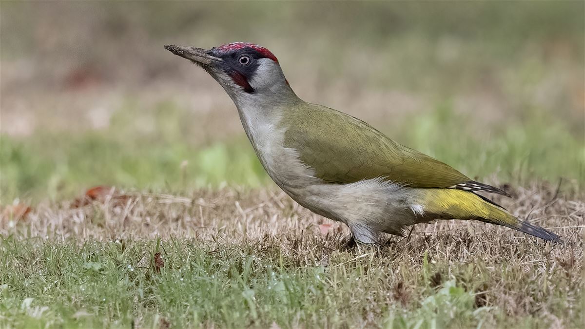 European Green Woodpecker