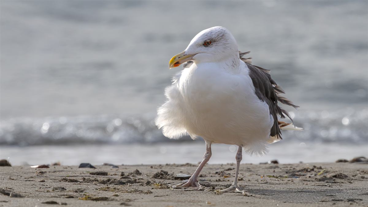 Great Black-backed Gull