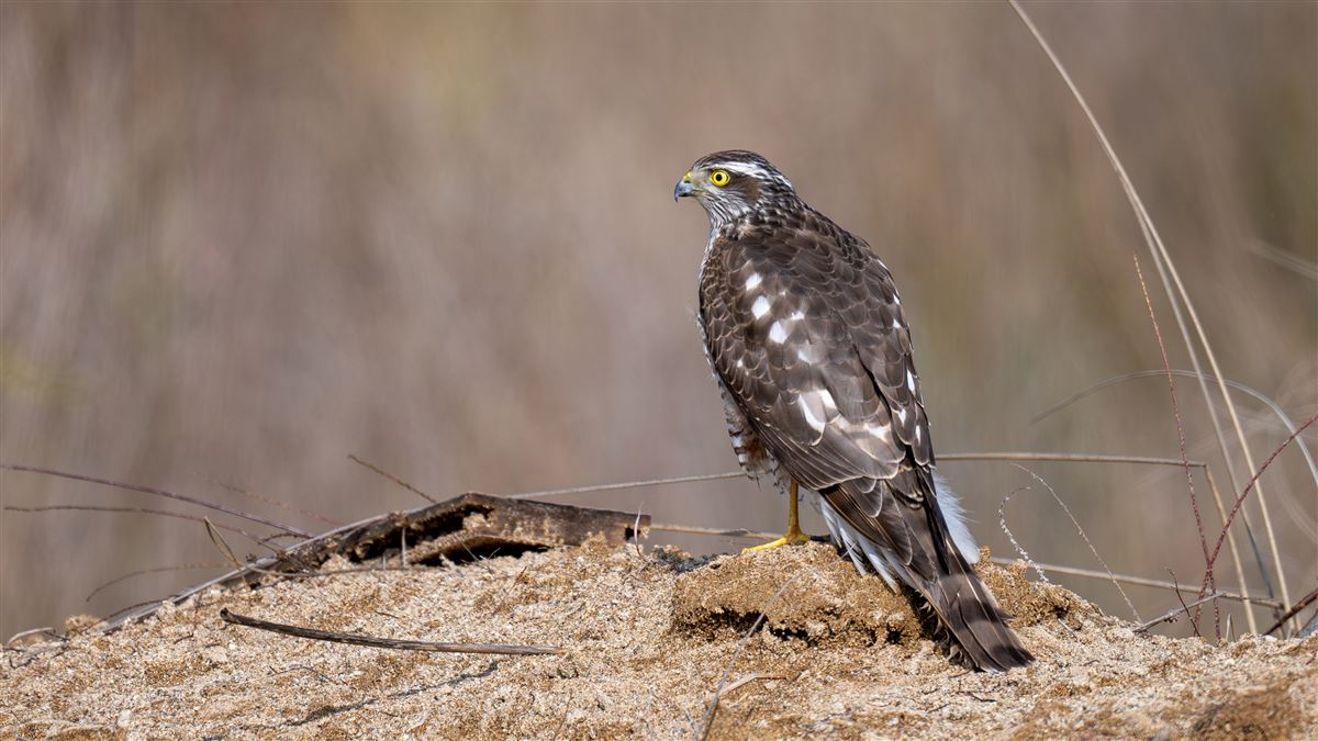 Eurasian Sparrowhawk