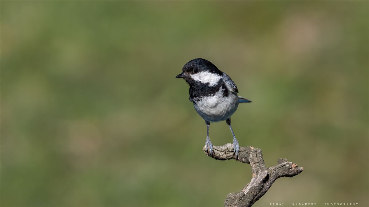 Coal Tit