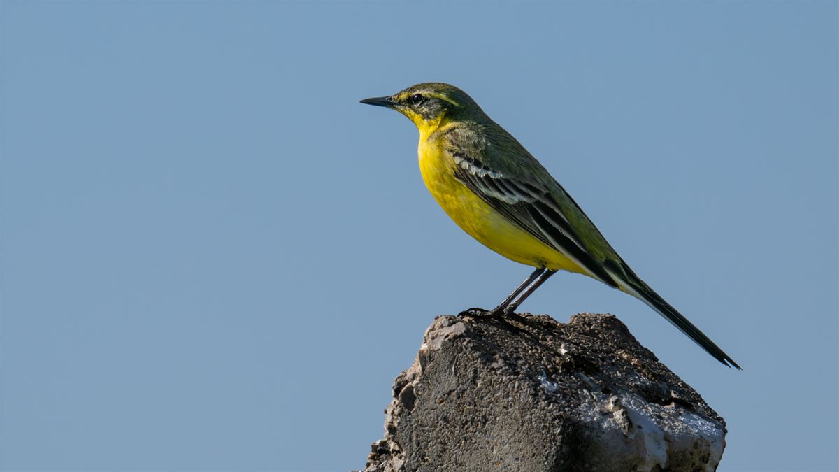 Western Yellow Wagtail