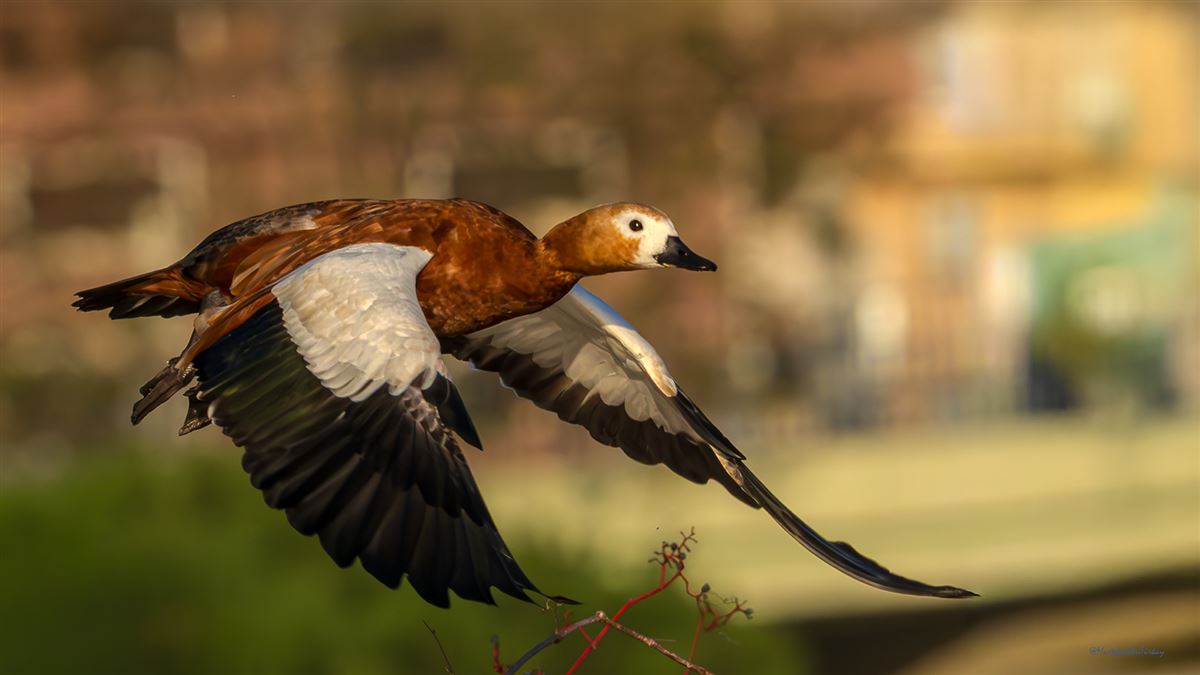 Ruddy Shelduck