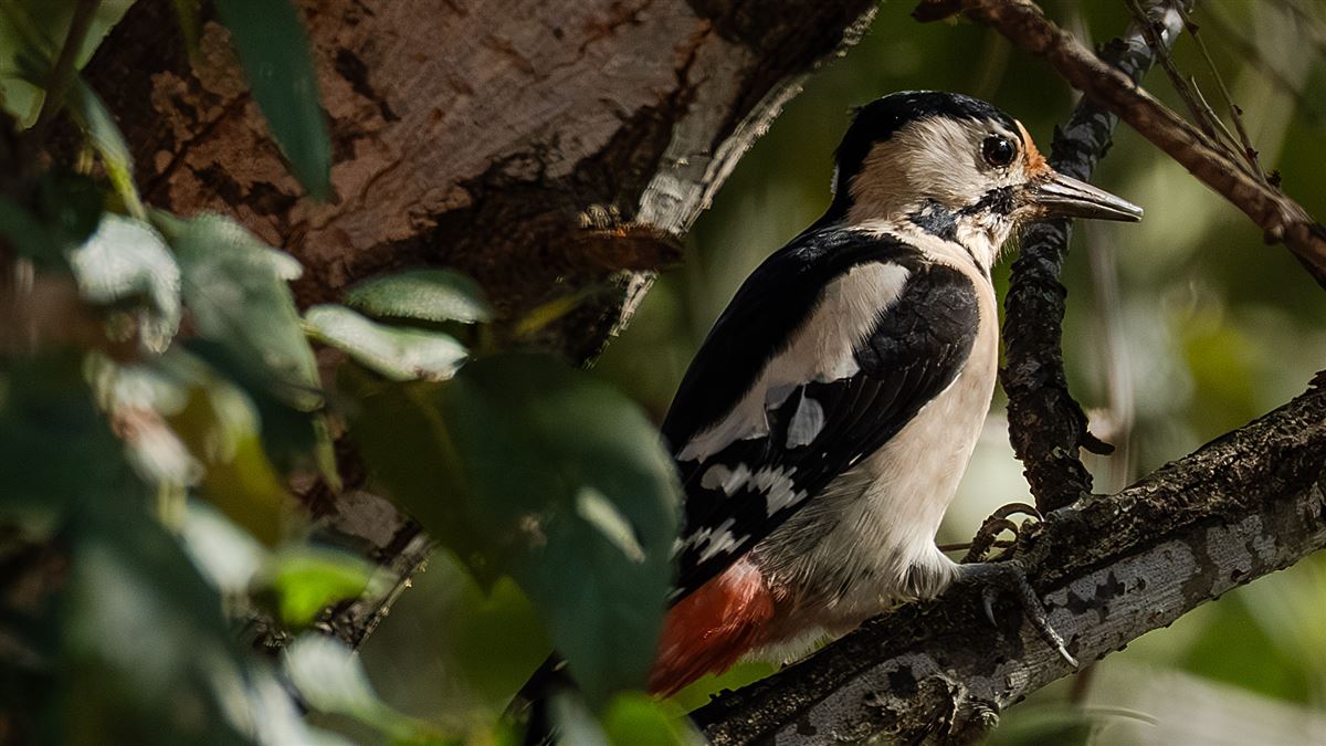 Syrian Woodpecker