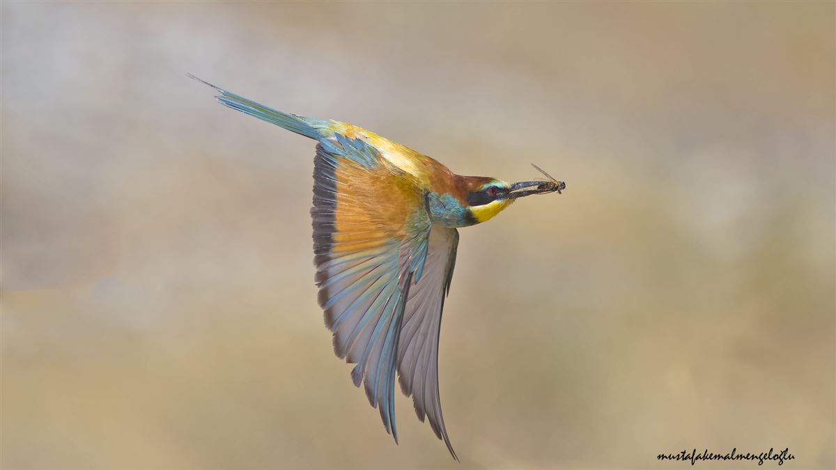 European Bee-eater