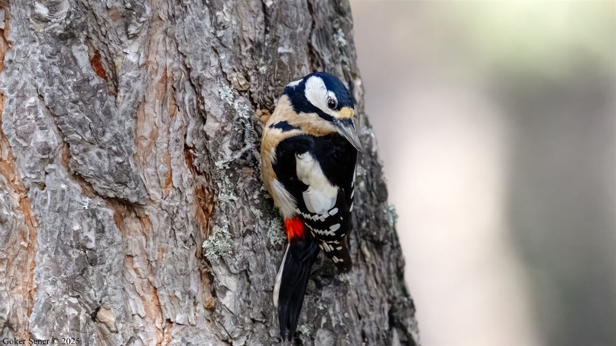 Great Spotted Woodpecker