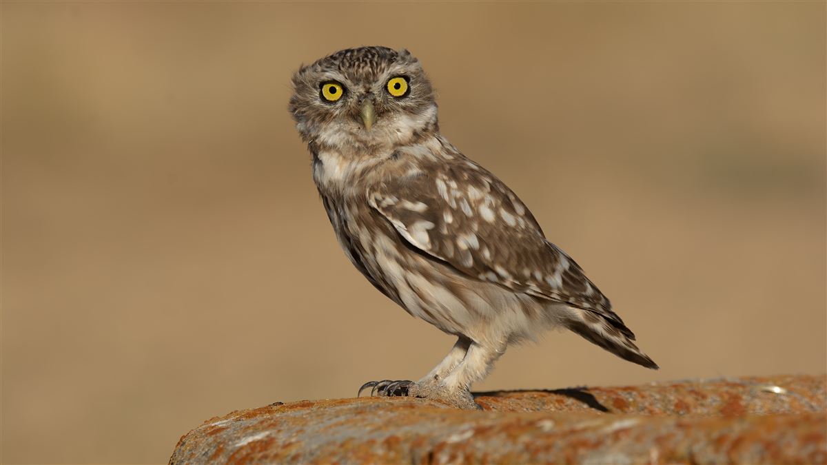 Little Owl