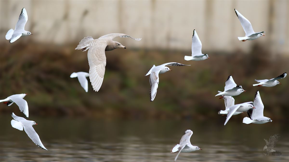 Glaucous Gull