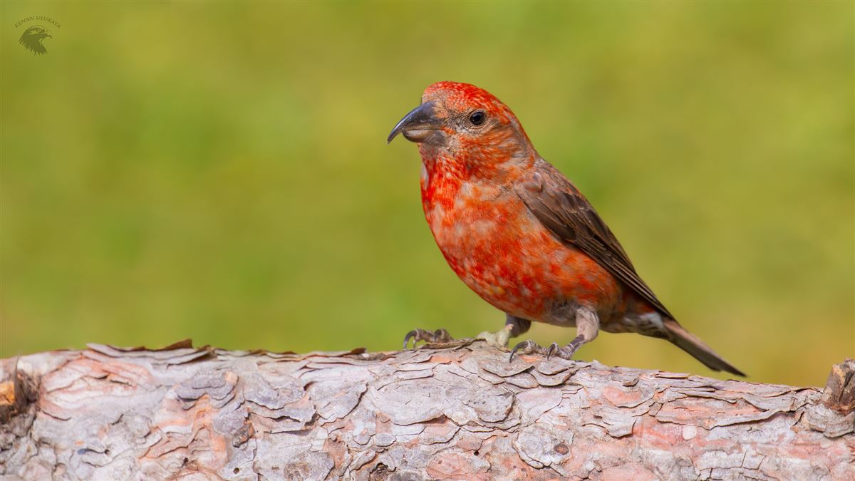 Red Crossbill