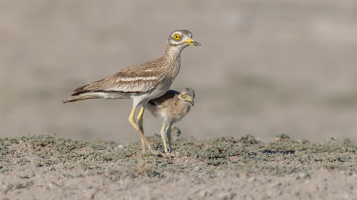 Eurasian Stone-curlew