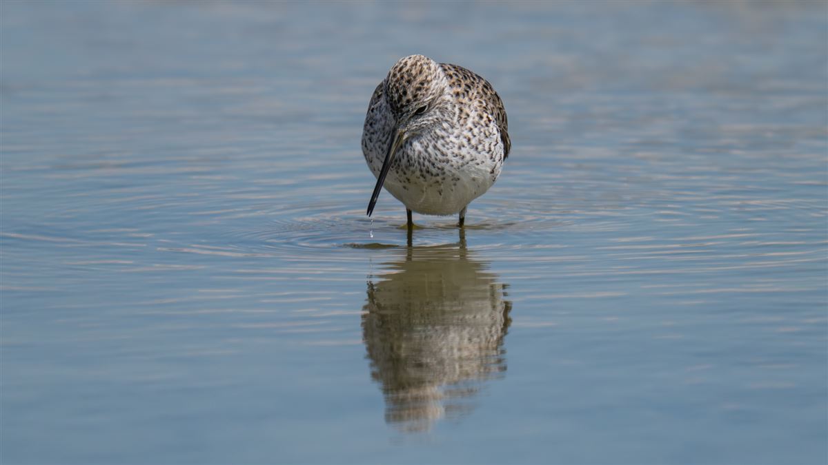 Marsh Sandpiper