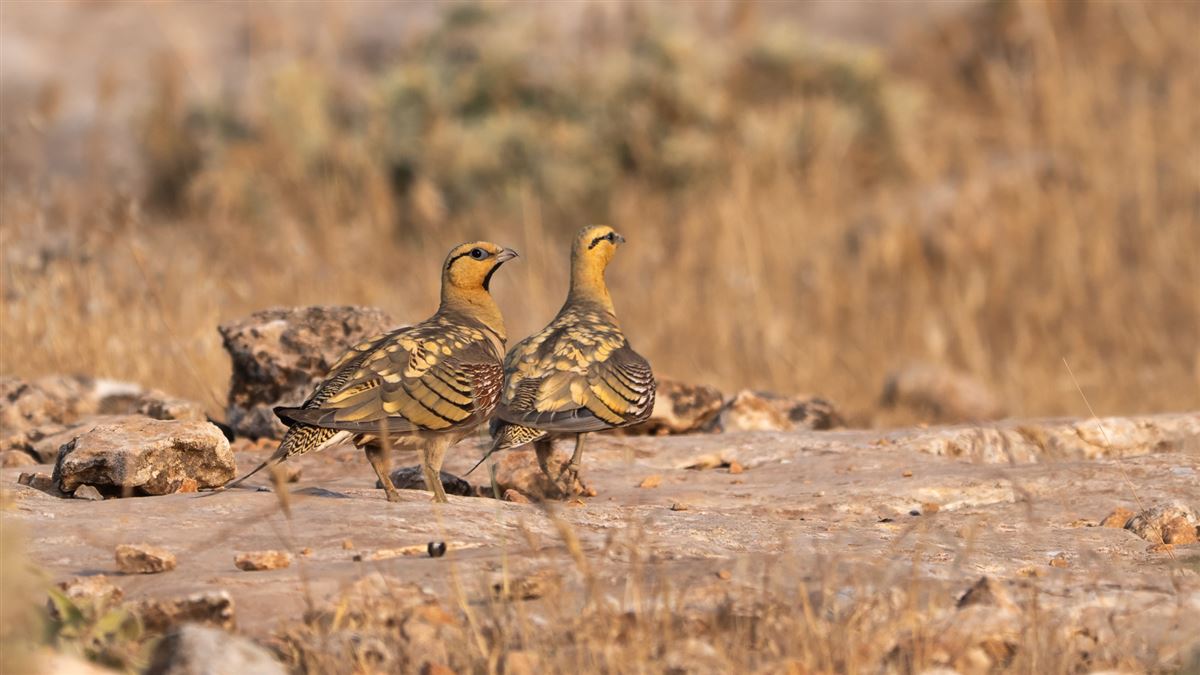 Pin-tailed Sandgrouse