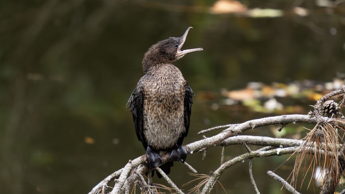 Pygmy Cormorant