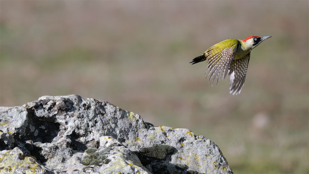 European Green Woodpecker