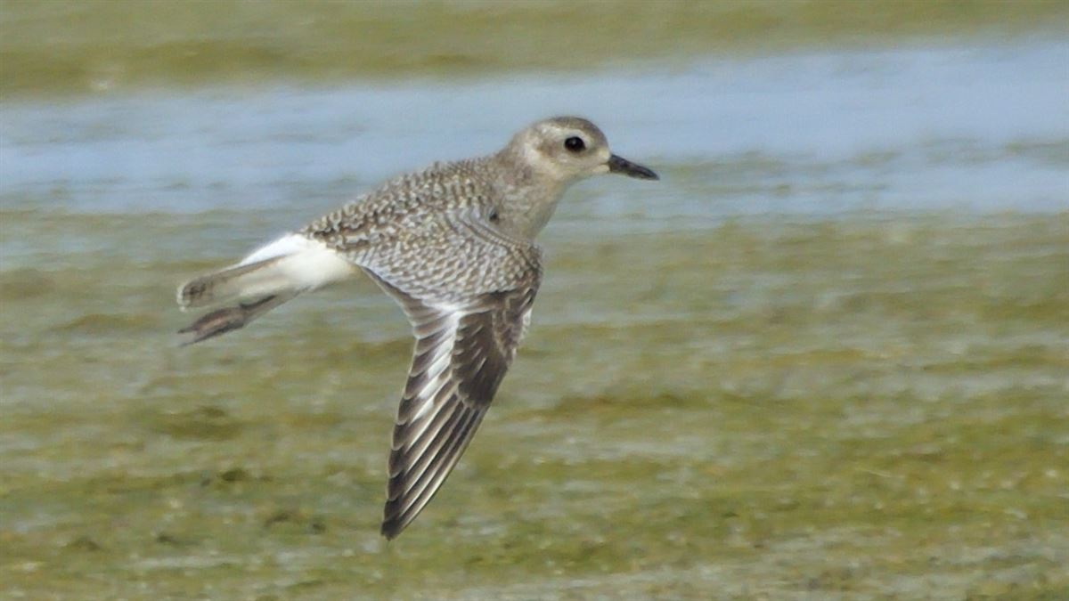 Grey Plover