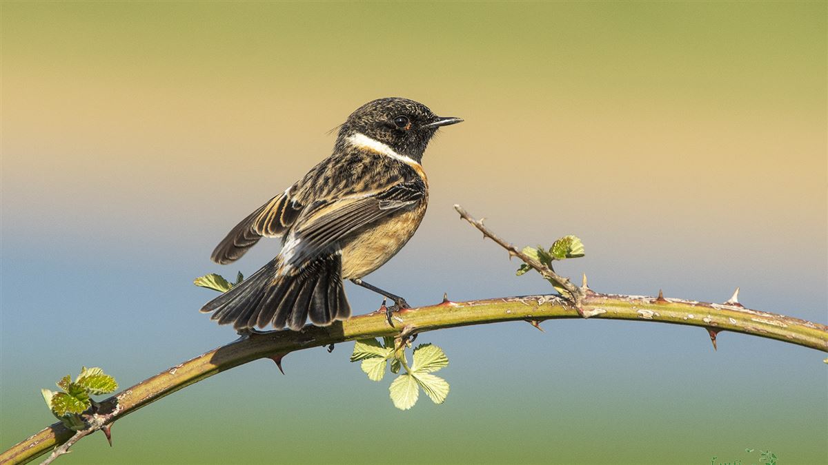 European Stonechat
