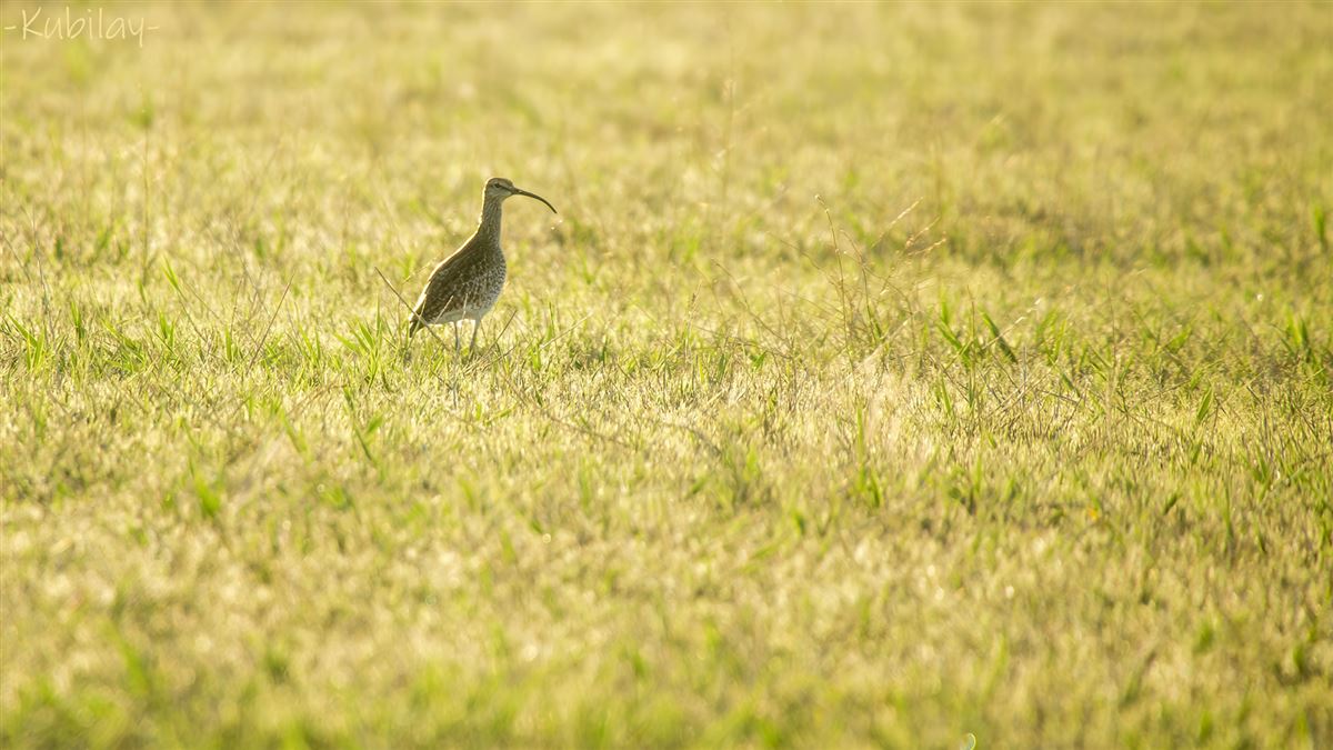 Eurasian Whimbrel