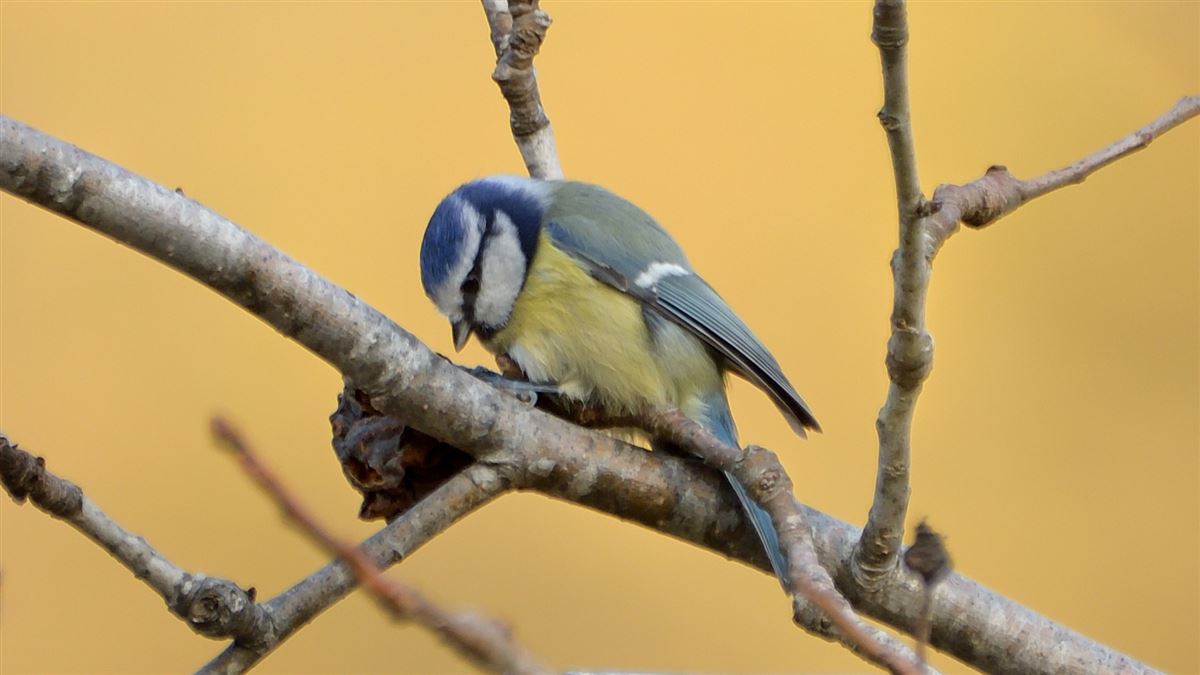 Eurasian Blue Tit