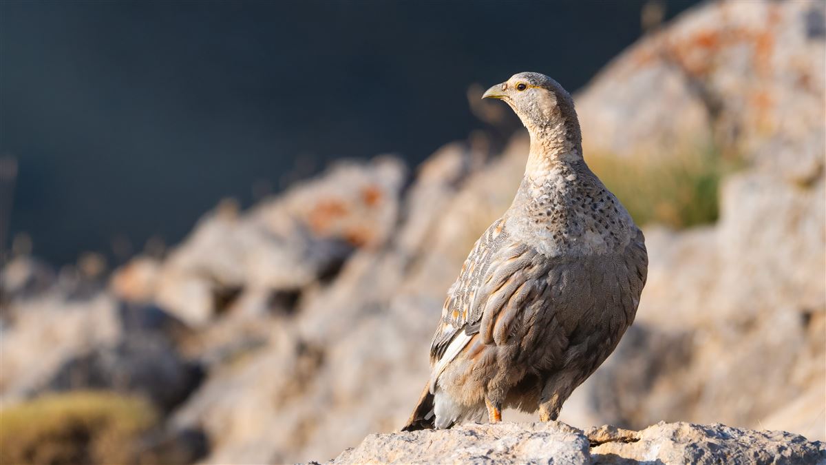 Caspian Snowcock