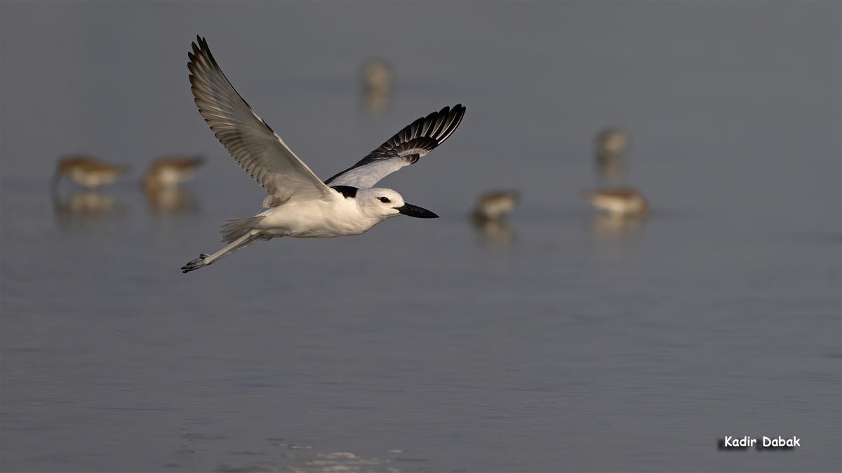 Crab-plover