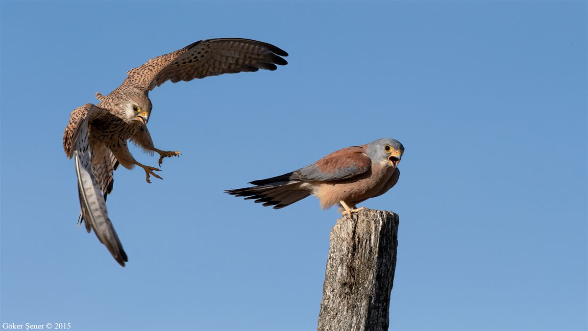 Lesser Kestrel