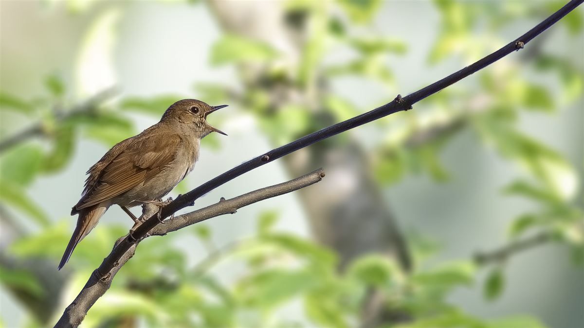Common Nightingale