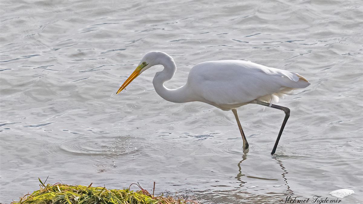 Great Egret