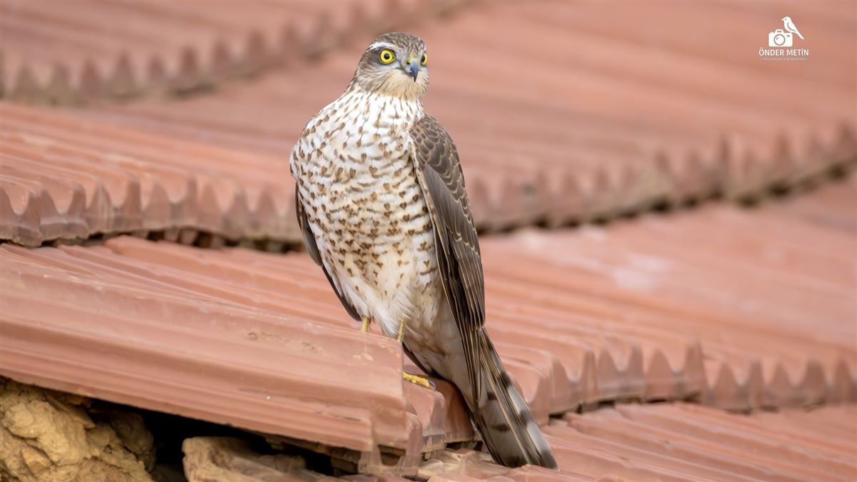 Eurasian Sparrowhawk