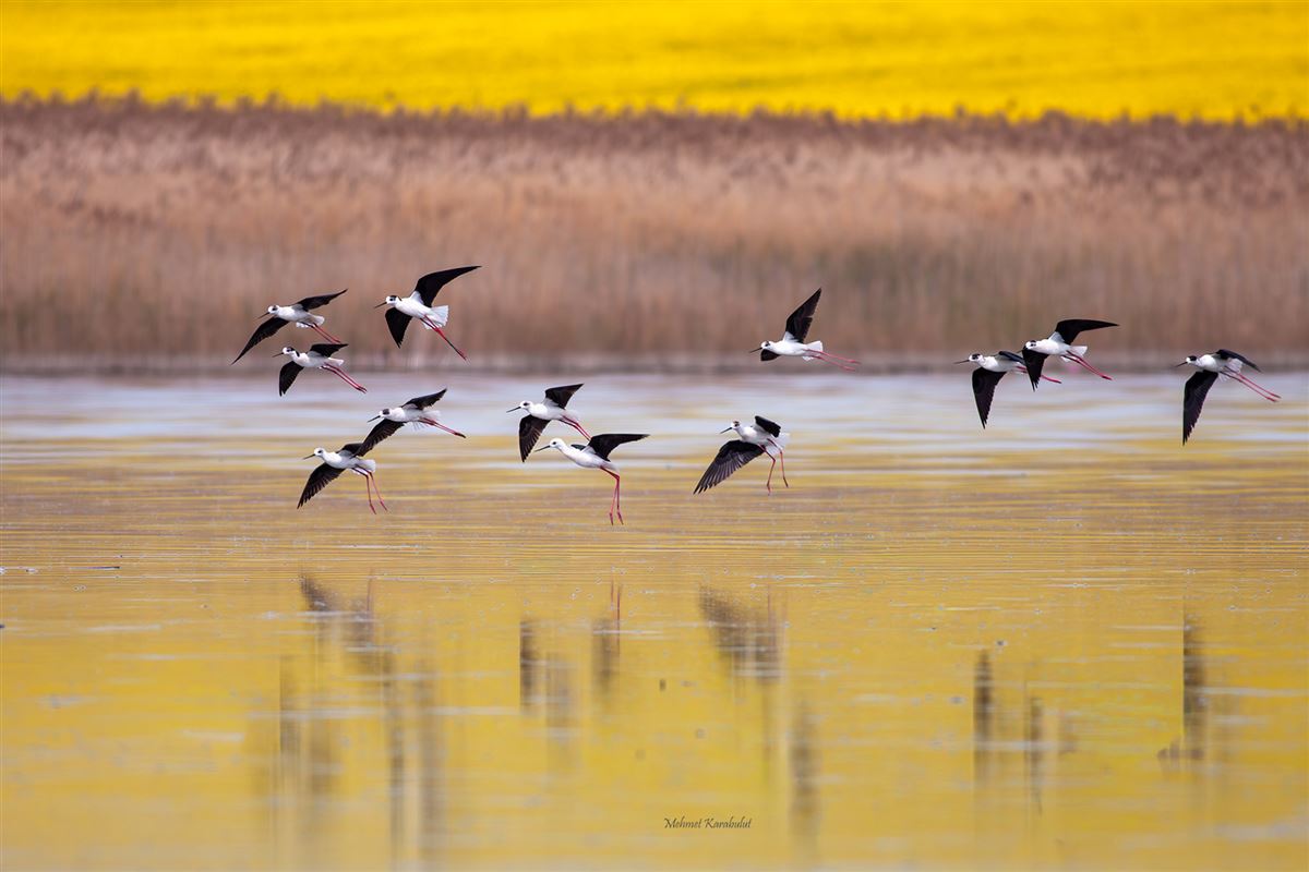 Black-winged Stilt